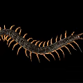 Long Segmented Centipede With Dark Body And Orange Legs On Black Background 3d model
