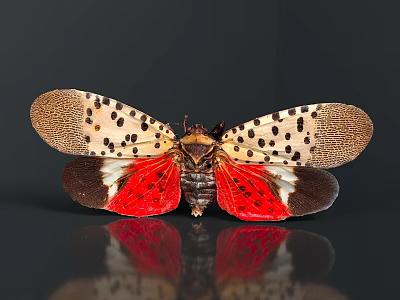 Spotted Lanternfly With Distinctive Wings Black Spots Red Underwings And Reflection On Dark Background 3d model