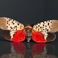 Spotted Lanternfly With Distinctive Wings Black Spots Red Underwings And Reflection On Dark Background