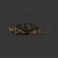 Realistic Turtle 3D Render With Detailed Shell Textured Limbs And Lifelike Features