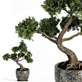 Artistic Bonsai Tree with Twisted Trunk and Lush Green Foliage in Stone Pot