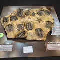 Natural Prehistoric Trilobites and Starfish Fossilized in Ancient Stone Slab