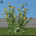 Black-eyed Susan Flowers With Yellow Petals Green Leaves Against Blue Sky And Green Grass