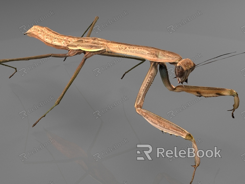 Giant Mantis model