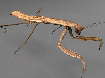 Brown Reptile With Slender Limbs Standing On Gray Background Close Up View 3d model