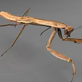 Brown Reptile With Slender Limbs Standing On Gray Background Close Up View
