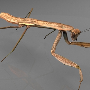 Giant Mantis 3d model