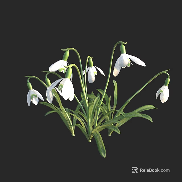 Blooming Delicate Snowdrops With White Flowers And Green Stems And Leaves 3d model 