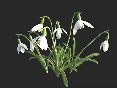 Blooming Delicate Snowdrops With White Flowers And Green Stems And Leaves 3d model