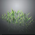 Fresh Lush Green Grass With Reflection On Dark Background Surface