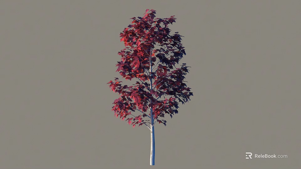 Beautiful Red Leaf Shrub With Slender Trunk And Gray Background 3d model 