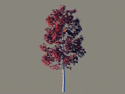Beautiful Red Leaf Shrub With Slender Trunk And Gray Background 3d model
