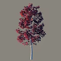 Beautiful Red Leaf Shrub With Slender Trunk And Gray Background