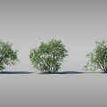 Dynamic shrubs with moving trees 3d model