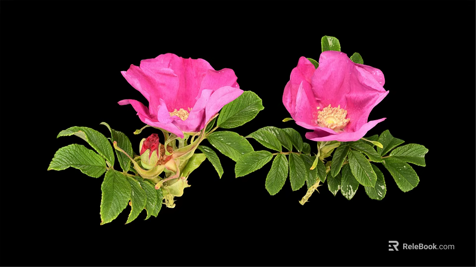 Pink Flowering Plant With Green Leaves Blooming Flowers And Small Buds 3d model 