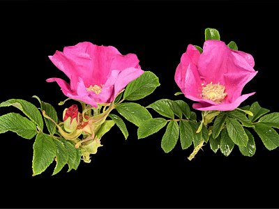 Pink Flowering Plant With Green Leaves Blooming Flowers And Small Buds 3d model