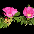 Pink Flowering Plant With Green Leaves Blooming Flowers And Small Buds