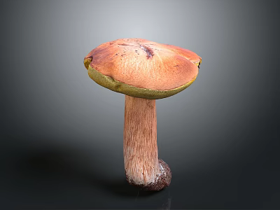 Mushroom Organ Shaped Cap With Hair Like Stem And Green Orange Color 3d model