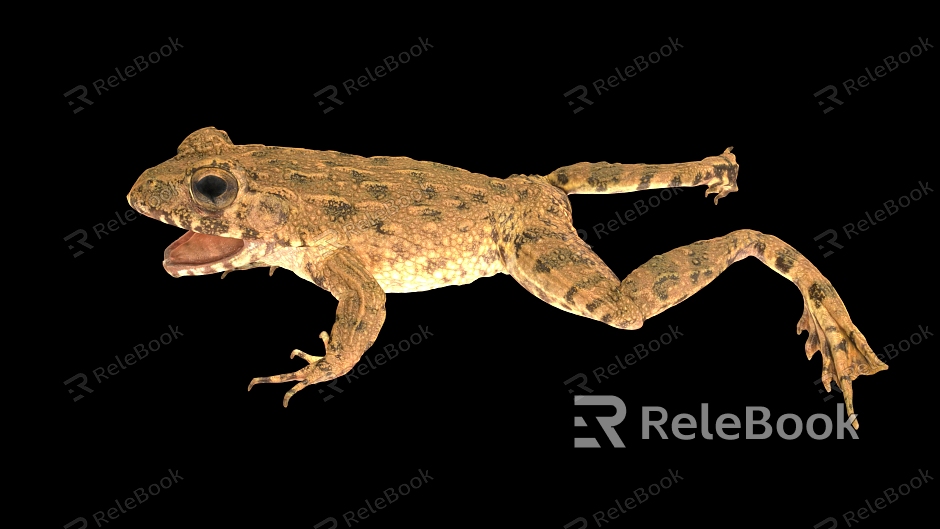 Frog bullfrog scan frog scan bullfrog reptile model