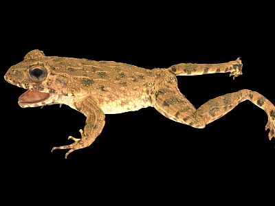 Brown Spotted Reptile With Open Mouth And Extended Limbs On Black Background 3d model
