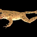 Frog bullfrog scan frog scan bullfrog reptile 3d model