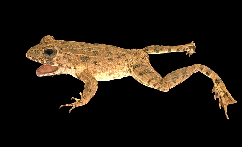 Frog bullfrog scan frog scan bullfrog reptile 3d model