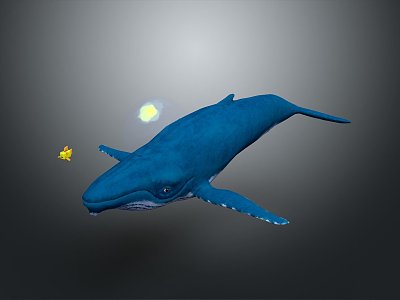 whale cartoon whale mammal marine mammal marine animal fish freshwater fish marine fish 3d model