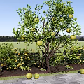 Tree Courtyard Teak Tree Fruit Tree Tree Orange Tree Orange Tree Fruit Picking Garden 3d model