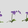 Purple And Pink Orchid Plants With Green Leaves Arranged In A Line