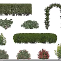Different Types of Decorative Bushes with Various Shapes and Flowering Features