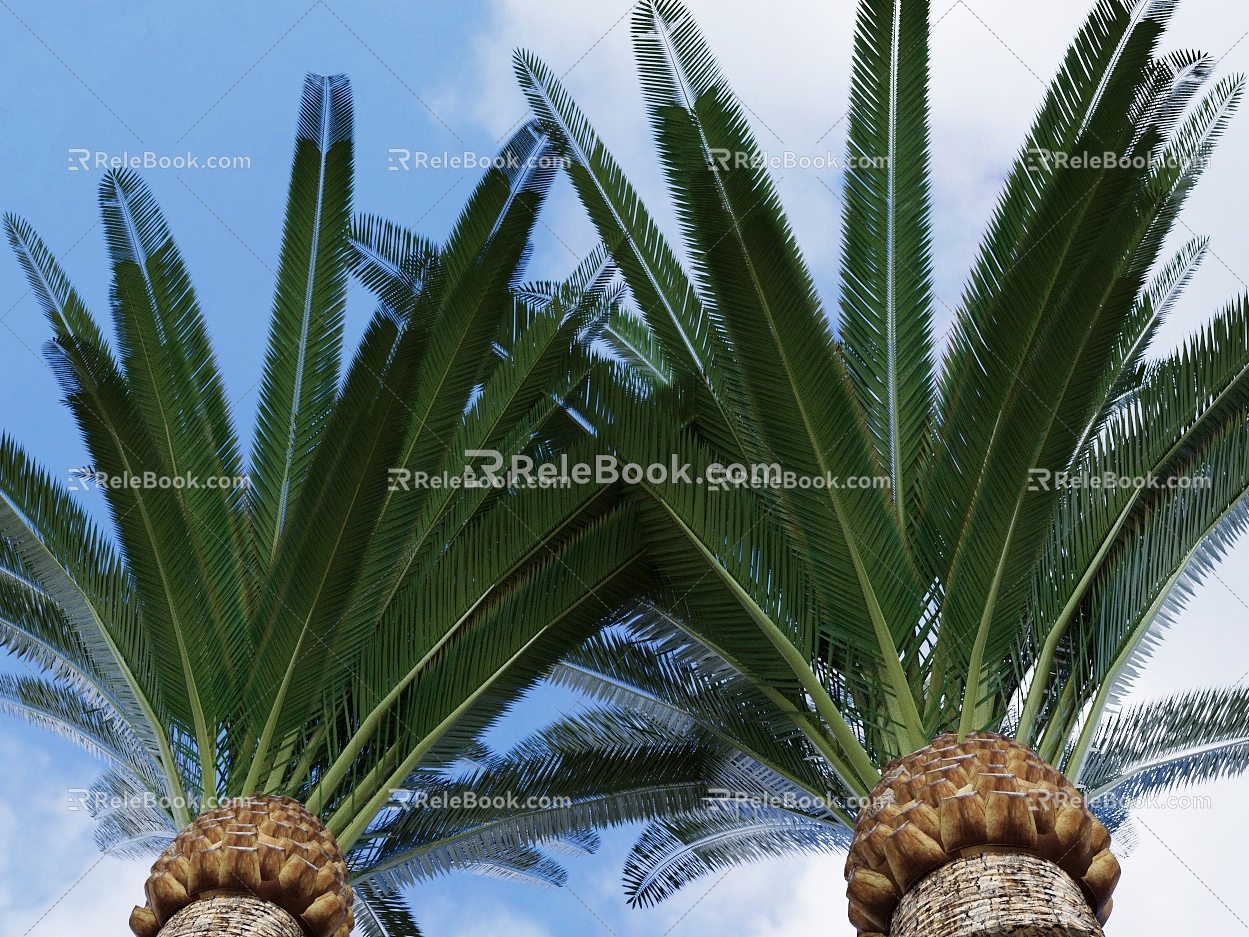 Pine Apple Brown Big Tree Tree Palm Tree Tropical Tree Palm Tropical Rainforest Tree Courtyard Tree Spicy Tree 3d model