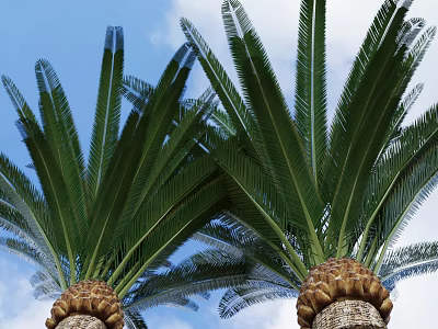 Tall Palm Trees With Large Green Fronds Against Blue Sky And White Clouds 3d model