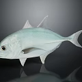 Light blue fish with prominent fins and tail on smooth surface with dark background reflection