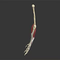 Detailed Anatomical Arm Skeleton with Muscles Displayed on Black Background