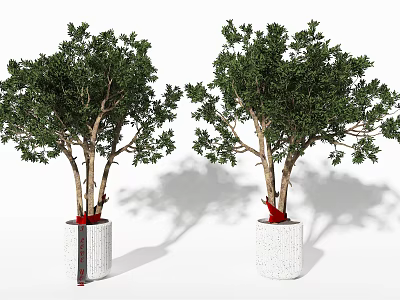Pair of Decorative Bonsai Plants with Lush Green Leaves in White Textured Pots 3d model
