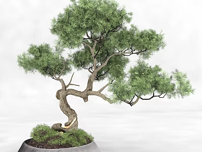Beautiful Bonsai Arbor With Twisted Trunk And Lush Green Foliage In Pot 3d model