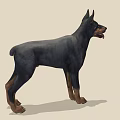 Doberman Pinscher Standing Alert In Profile With Black And Tan Coat Ears Perked