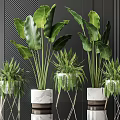 Elegant Indoor Potted Plants With Large Leaves Ferns Marble And Metal Stand Planters