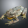 Gray Green Spotted Tree Frog With Open Mouth And Textured Limbs