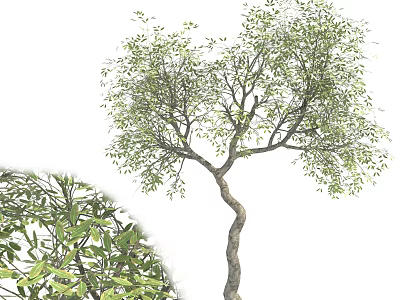 Arbor With Twisted Trunk And Lush Green Foliage In Natural Growth 3d model
