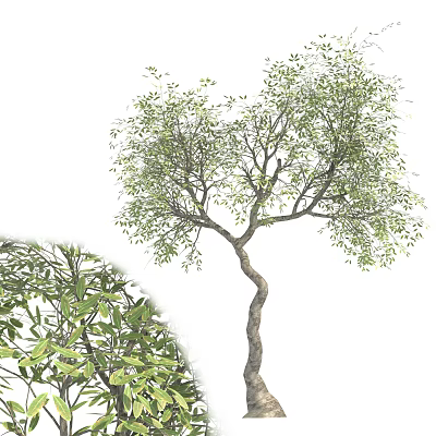 Arbor With Twisted Trunk And Lush Green Foliage In Natural Growth 3d model