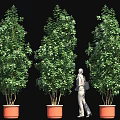 Tall Green Plants In Orange Planters With Person Standing Against Black Background