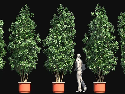 Tall Green Plants In Orange Planters With Person Standing Against Black Background 3d model