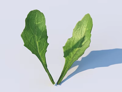 Fresh Green Herb Leaves Isolated On White Background For Healthy Eating 3d model