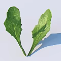 Fresh Green Herb Leaves Isolated On White Background For Healthy Eating