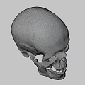 Detailed Human Skull With Textured Surface And Anatomical Features