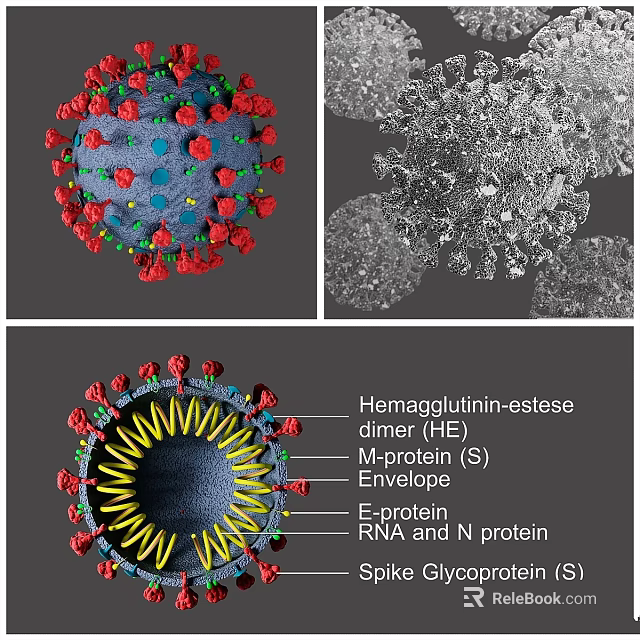 Virus Structure 3D Model Showing HE Dimer S Protein and RNA Components 3d model 