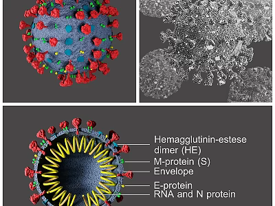 Virus Structure 3D Model Showing HE Dimer S Protein and RNA Components 3d model
