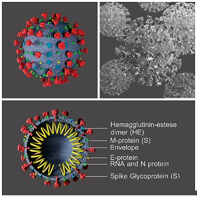 Virus Structure 3D Model Showing HE Dimer S Protein and RNA Components 3d model