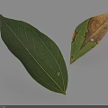 Healthy Green Leaf and Damaged Yellow Leaf with Spots on White Background
